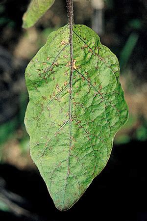 化病|病害虫・生理障害情報 野菜栽培での病気 害虫 生理障。